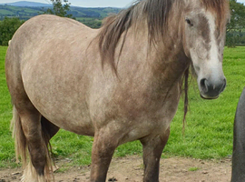 Irish draught x cob mare 5 year old