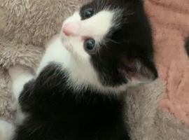 Black and white kitten
