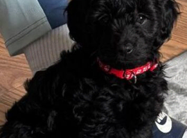Beautiful black cavapoo