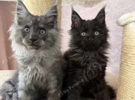Tica registered black smoked male Maine coons