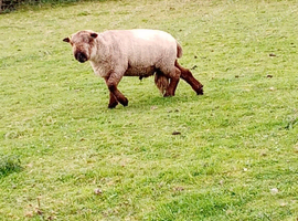 Coloured Ryland ram