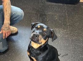 Rottie x puppy.