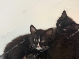 Kittens for sale