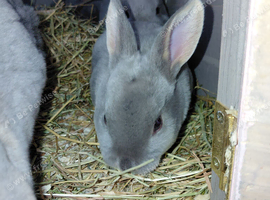 Beautiful rex rabbits