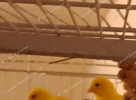 2 pairs of Canaries for sale