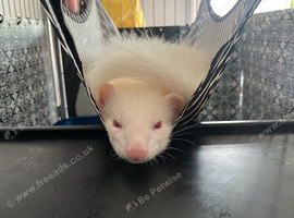 Albino boy 16 weeks