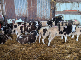 Starter flock of Jacob sheep
