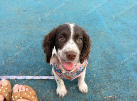 6 month old girl for good home only