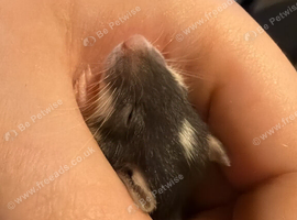 Baby rats ready now