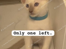 Full Siamese 1boy left