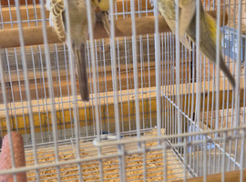 Baby budgies