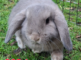 Mini Lop Rabbits **ready to leave 12th May**