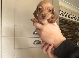 TINY MINIATURE DAXIES PUPS