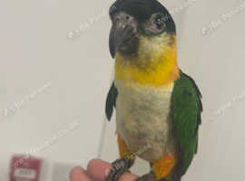 Hand Reared Baby Black Headed Caiques