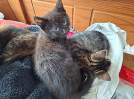 Kittens ready for loving homes