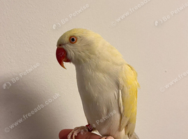 Super tame Female RingNeck