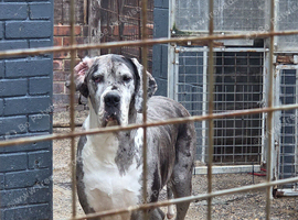 Dog to rehome