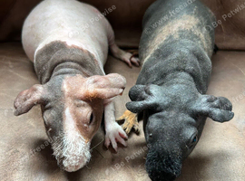 Skinny Pig Boars. Ready Now.