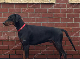 Top Quality Black Male Dobermann Available