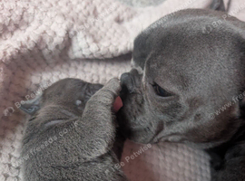 Registered Frenchie pups