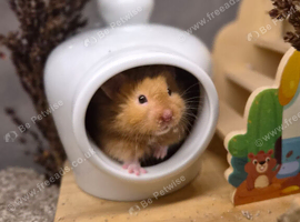 4 month old male long haired syrian hamster