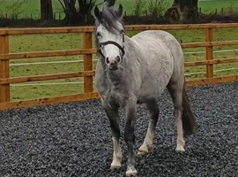 Part bred Connemara gelding