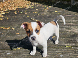 Puppy for sale