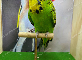 Male expedition budgie