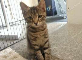 2 Perfectly Adorable Kittens Ready For Their Forever Homes
