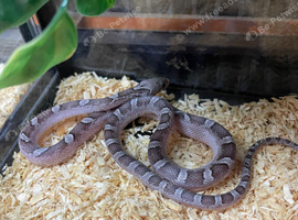 Granite pied cornsnake for sale