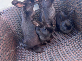 Four adorable black rabbits