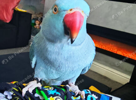 Beautiful Blue Indian Ringneck &ndash; 10 Months Old