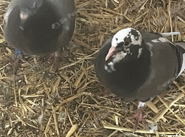 Baby late breads racing pigeons