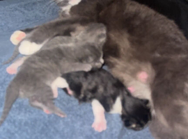 Russian blue x tabby kittens