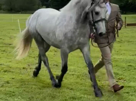 Top class 2 year old conemara gelding