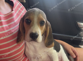 Full show type beagles