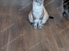 One girl kitten