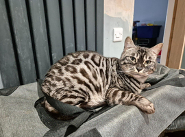 TICA registered Bengal