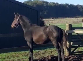2yr old colt by Cos Me Is Black