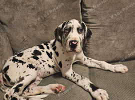 Harlequin great dane