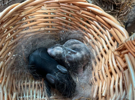 EXPECTING baby mini lops