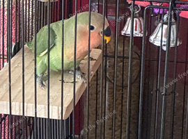 Lovebird