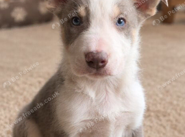 DNA tested Lilac and Blue Tri from ISDS Parents