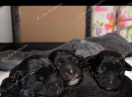 Shihpoo puppies