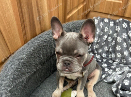 I have a 16 week KC reg blue/tan female for sale.