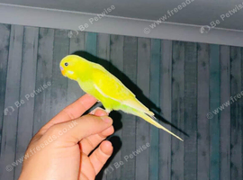 Hand-tamed budgie