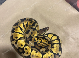 Royal python