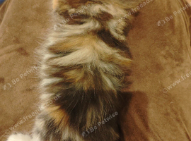 Kitten looking for loving home