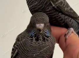 Two black budgies wanted
