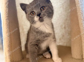 British shorthair kittens